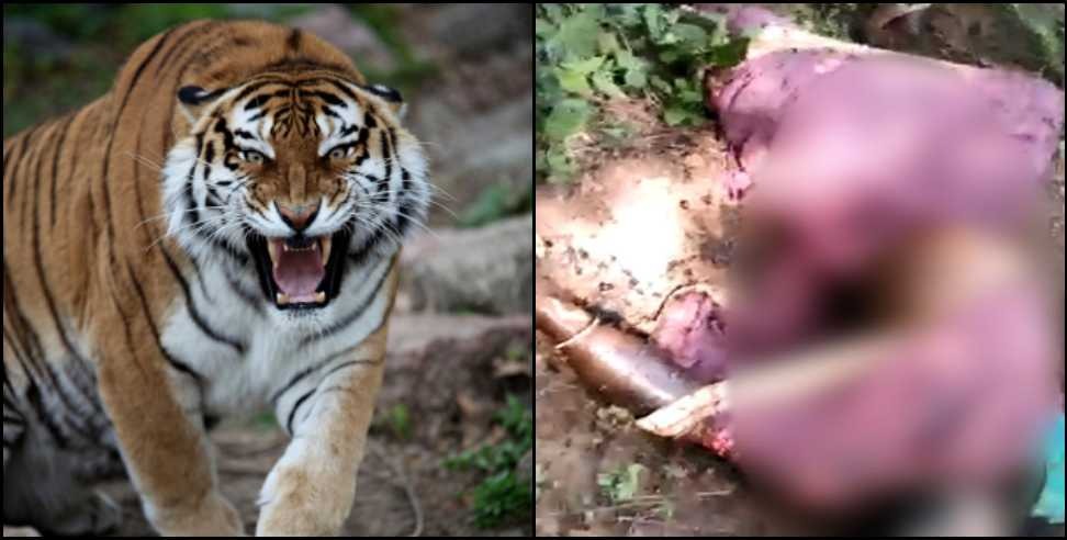 khatima tiger attack: tiger attack on man in khatima champawat