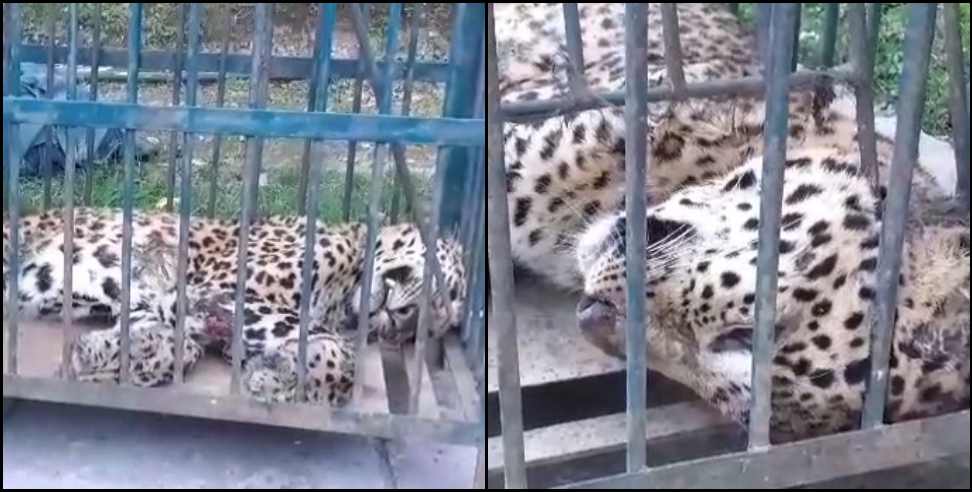 Kaljikhal Leopard dead: Leopard found dead in kaljikhal pauri garhwal