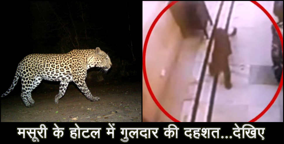 उत्तराखंड: Leopard in a hotel of mussoorie