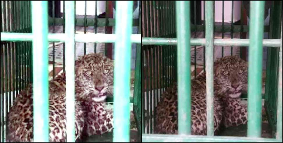 dehradun bathroom guldar: Leopard cub hidden in bathroom in Doiwala