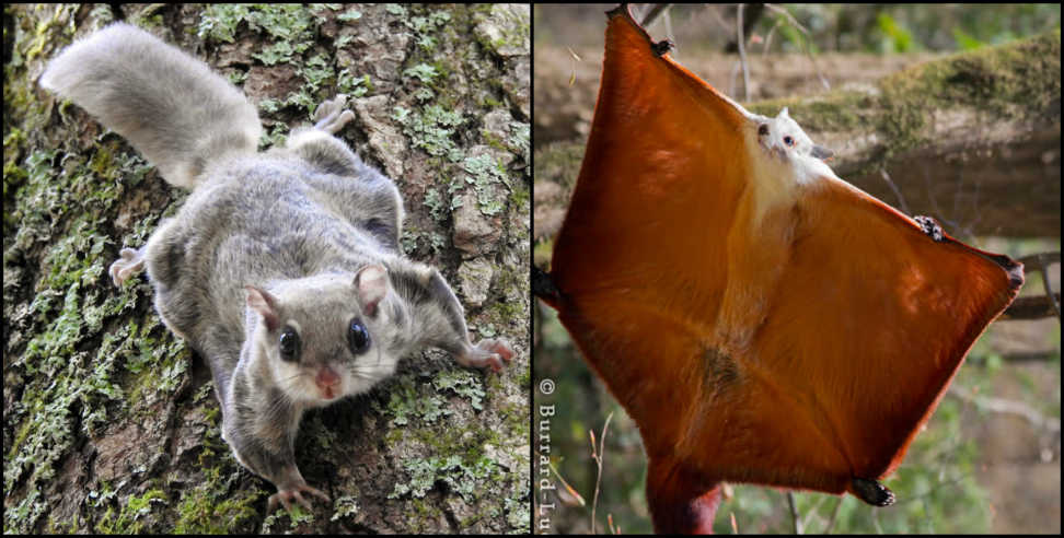 Ramnagar: Flying squirrel found in Corbett national park