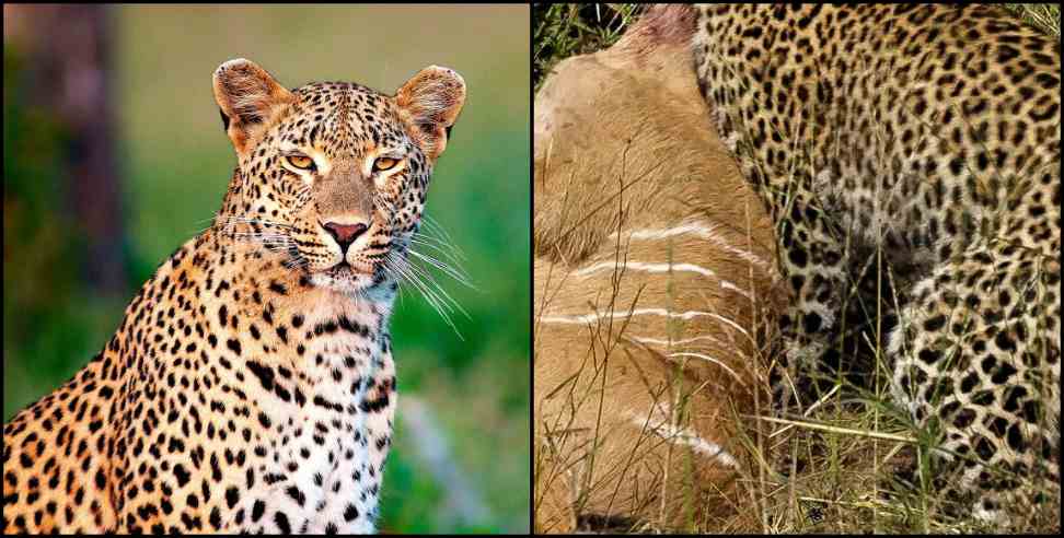 guptakashi guldar: Leopard attack on two cow in guptakashi kurni