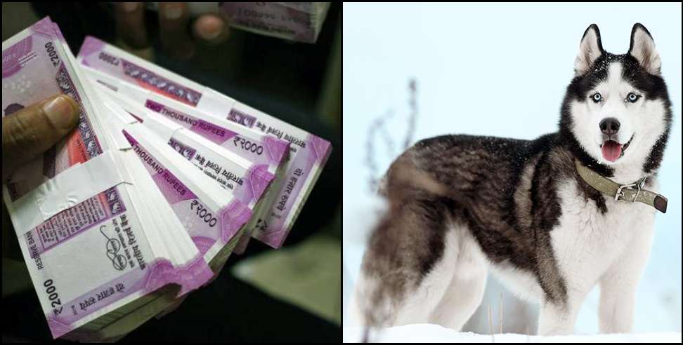 cyber thugs dehradun: cyber fraud for Siberian Husky dog in Dehradun