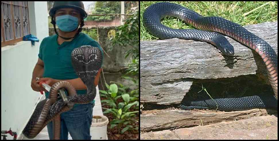 Haldwani snake: Snakes found in haldwani