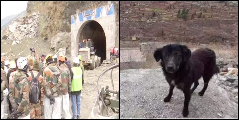 Chamoli Disaster: Dog waiting for his master in chamoli apda