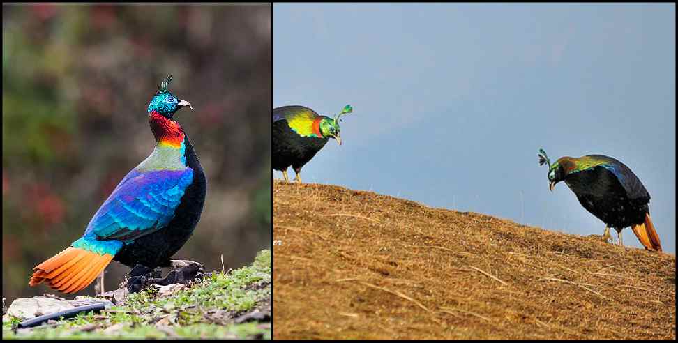 Chopta Uttarakhand: Monal bird group seen in chopta uttarakhand