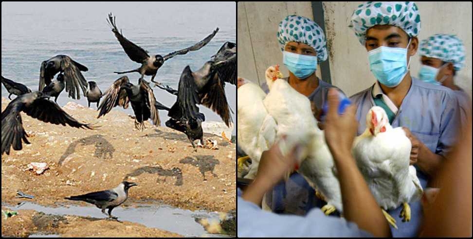 Uttarakhand bird flu: Risk of bird flu in Uttarakhand