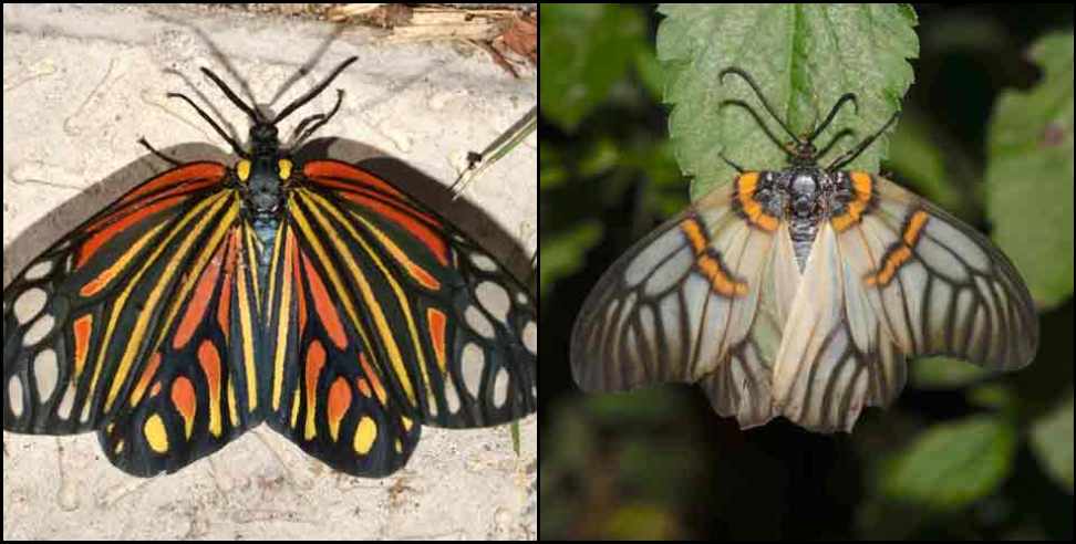 Butterfly Festival from March 4 in Tehri Garhwal Devalsari