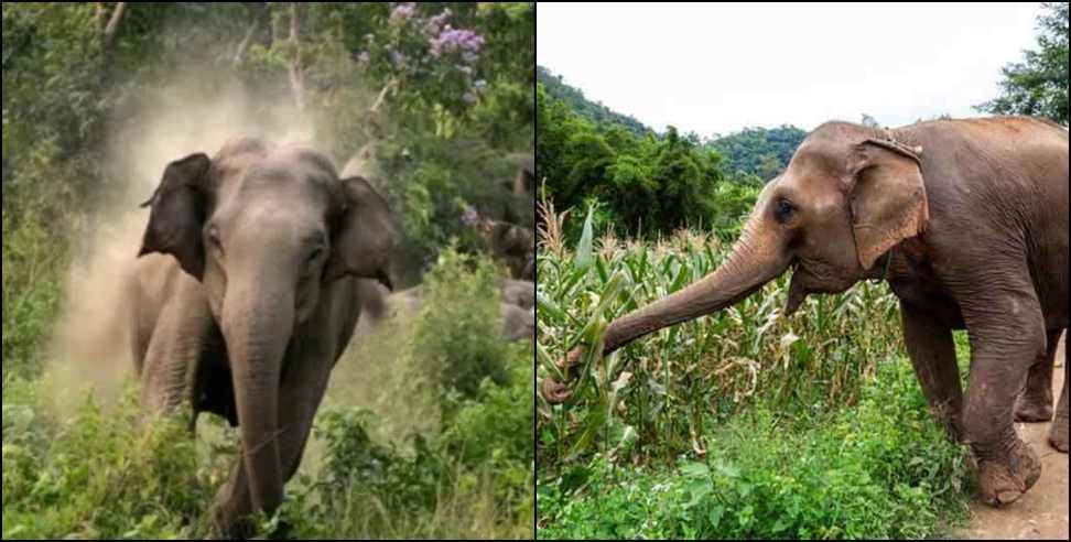 Haridwar Elephant Terror: Elephants destroy crops in fields in Haridwar