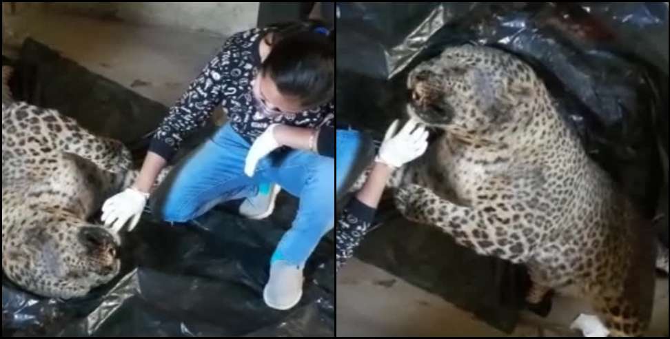 Chamoli News: Leopard body found in Sem village of Chamoli district
