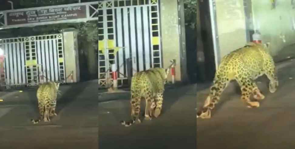nainital dsb college leopard: Leopard in Nainital DSB College Campus