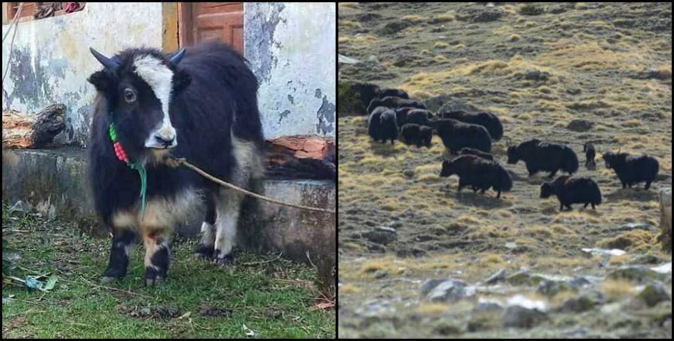 Uttarakhand Yak: Yak of Uttarakhand Niti Valley