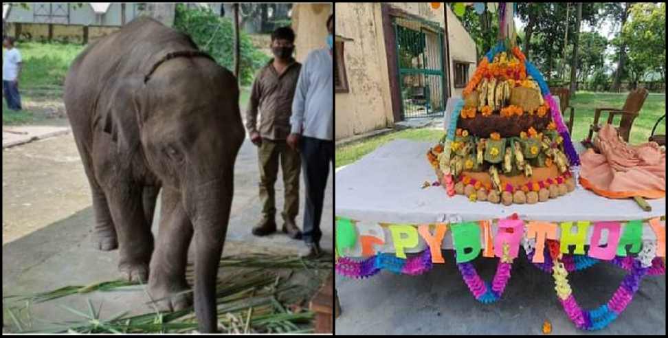 Nainital News: Birthday of infant elephant sawan in Uttarakhand