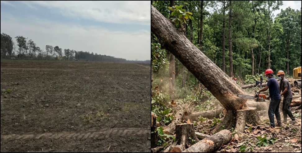 Trees Cut in Haldwani: 41000 Trees Cut in Haldwani Sparks Environmental Concerns