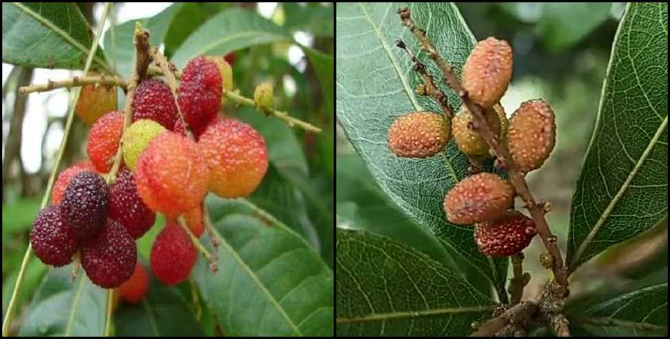 Uttarakhand kafal fruit: Benefits of kafal fruit of uttarakhand