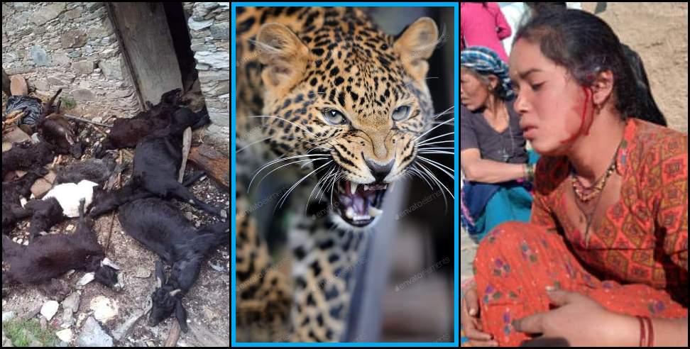 Almora Leopard: Leopard attack in Bakhal village of Almora