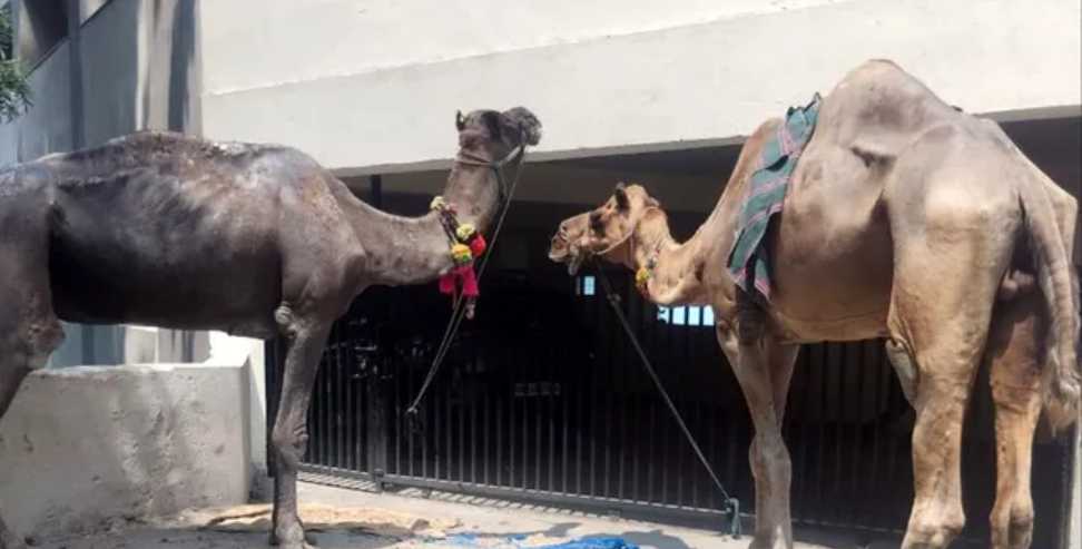 Camel Rescue in Uttarakhand: Raju and Moti Camel were rescued and sent back home