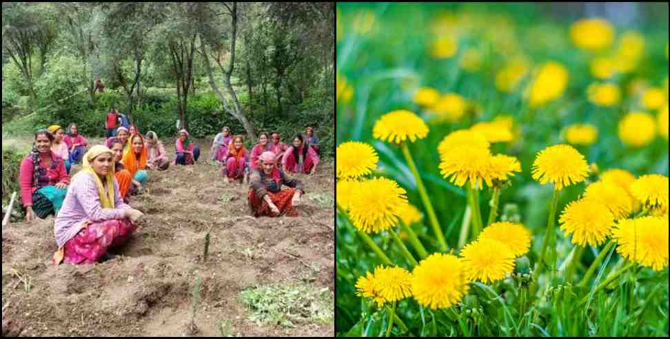 rudraprayag women: women in rudraprayag planting dandelion and rosemary plants