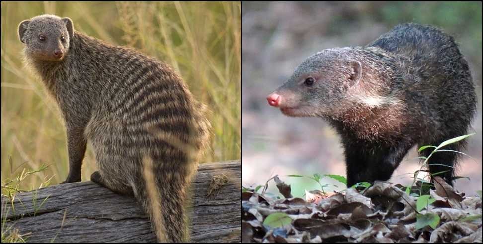 Crab Eating Mongoose Uttarakhand: Crab Eating Mongoose in Uttarakhand