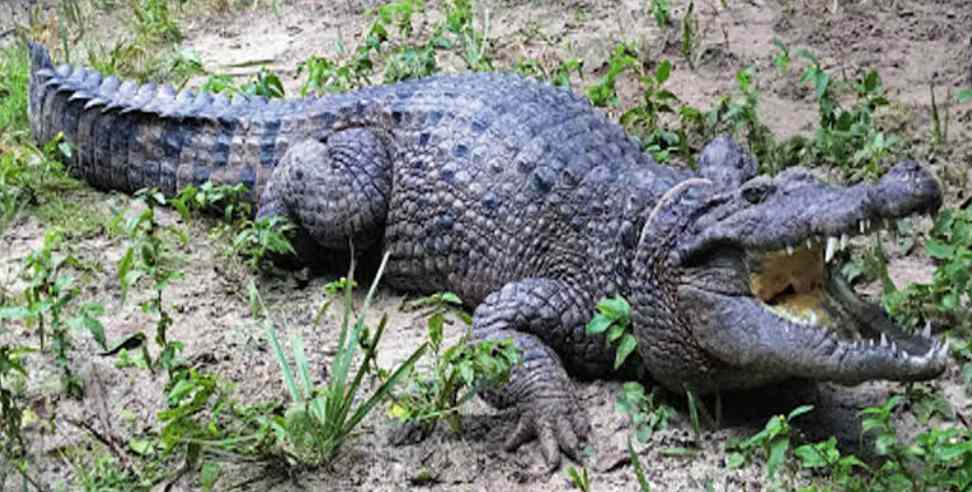 Haridwar Crocodile: Haridwar Giant crocodile in the village