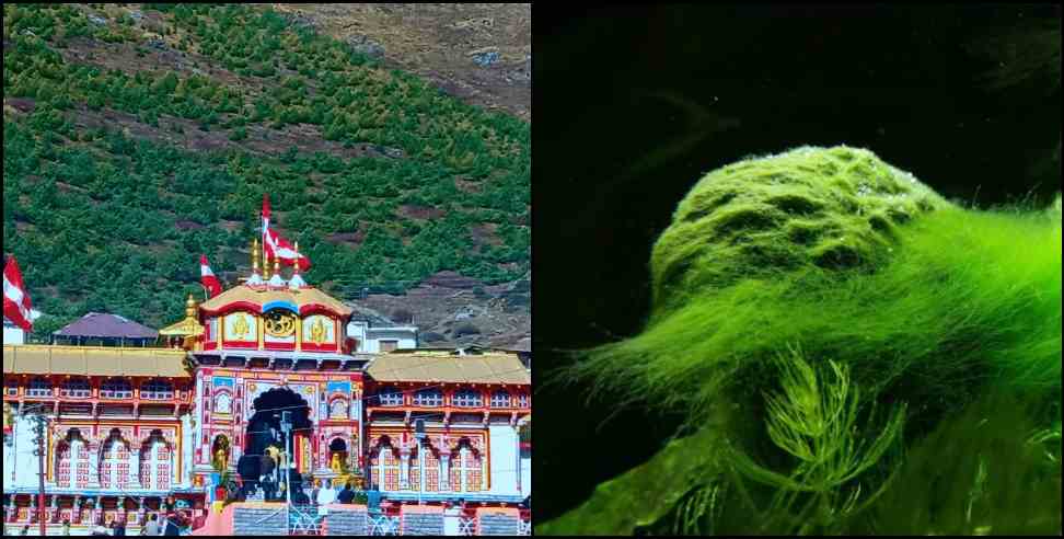 Badrinath Narad Kund Rare Micro Algae: Rare microscopic algae found in Badrinath Naradkund