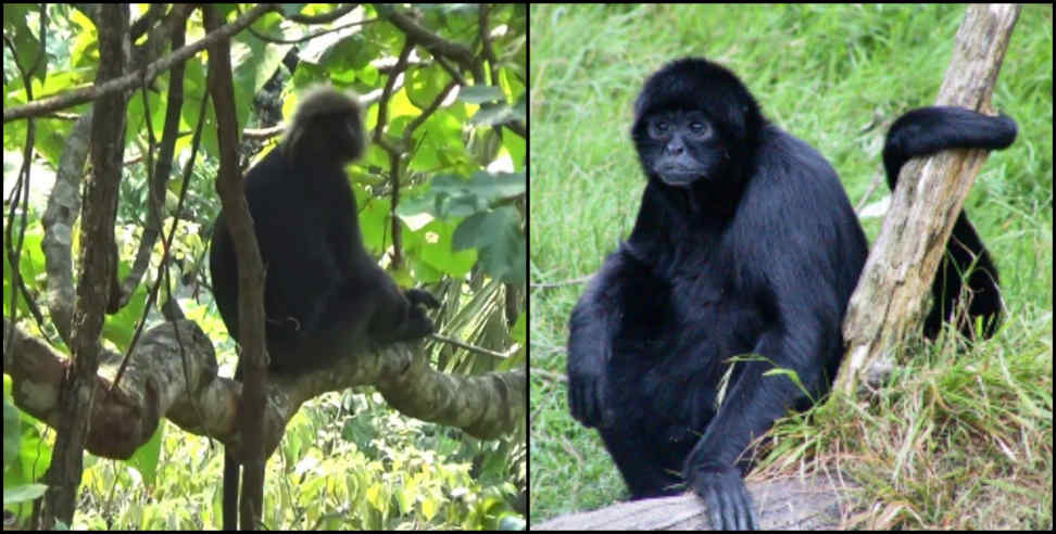 उत्तराखंड: black monkey in uttarakhand