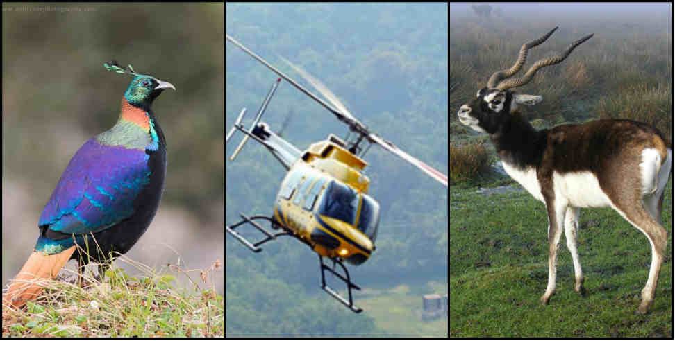 rudraprayag: Heli companies creating disturbance for wild animals