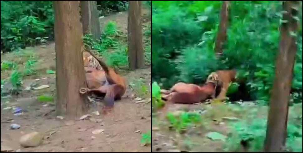 Ramnagar Wildlife News: Ramnagar Tiger Attack Garjia Highway Horse Corbett