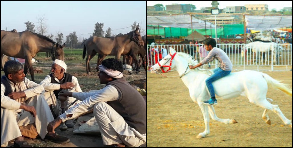 Uttarakhand horse fair: Horse fair in laksar haridwar uttarakhand