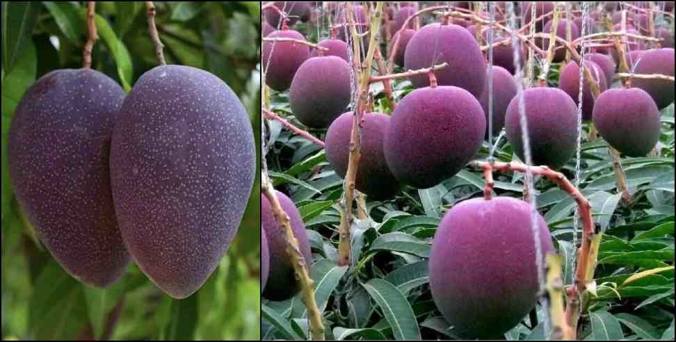 Uttarakhand Thailand Black Mango: Thailand Black Strong Mango in Uttarakhand