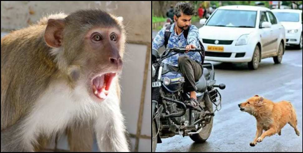 uttarakhand stray dogs monkey highcourt: monkey and stray dogs case Hearing in Uttarakhand High Court