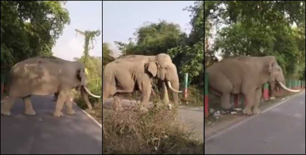 Rishikesh elephant news: Wild Elephant Causes Panic on Road in Rishikesh IDPL Area