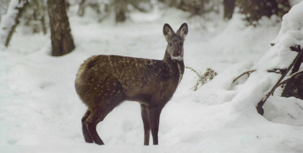Musk Deer Chopta: Musk deer seen in Chopta range