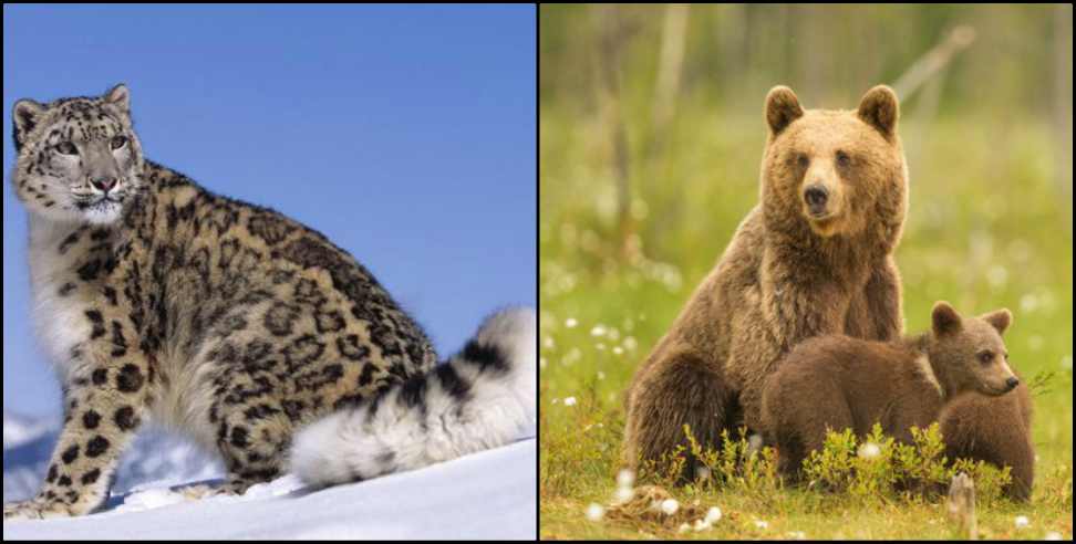 Gangotri National Park: Snow Leopard and Brown Bear seen in Gangotri National Park