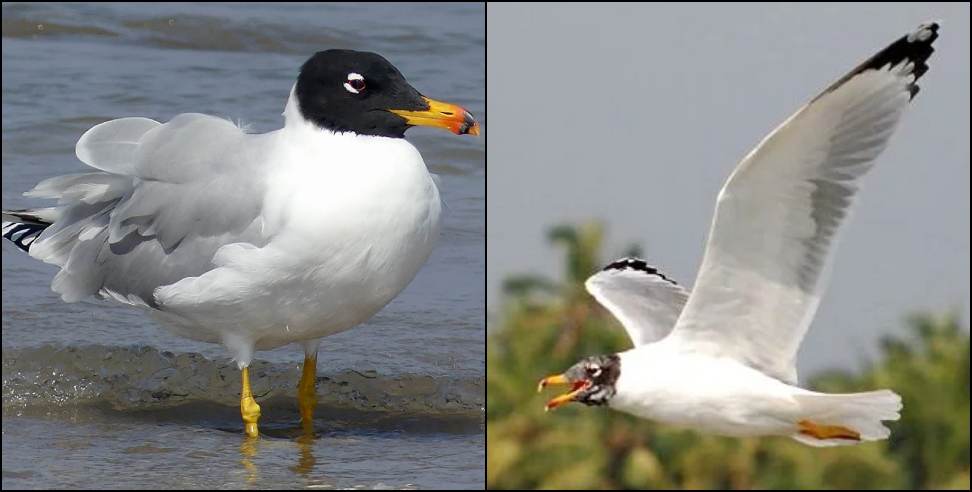 Pallass Gull in Kosi River: Rare Pallas gull was spotted in Kosi River in Ramnagar