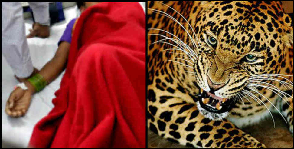 Leopard attack: Leopard attacked on women in pithoragarh