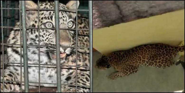 Bhimtal leopard terror : Leopard captured in cage in bhimtal