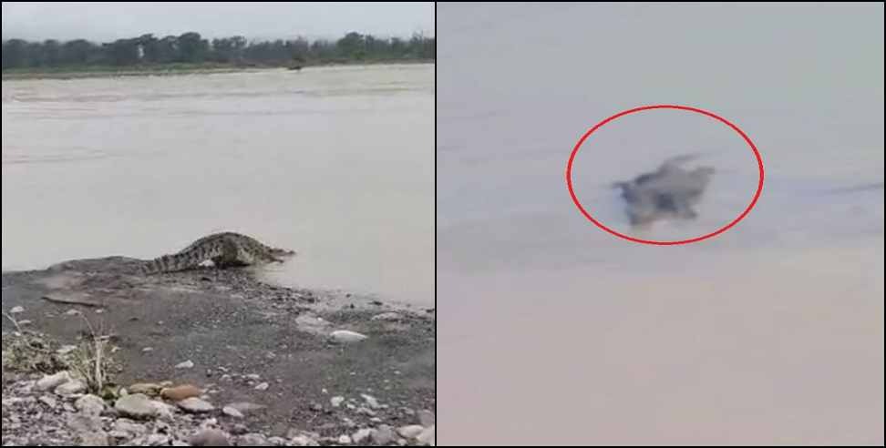 rishikesh ganga river crocodile: Crocodile in Rishikesh Ganga river