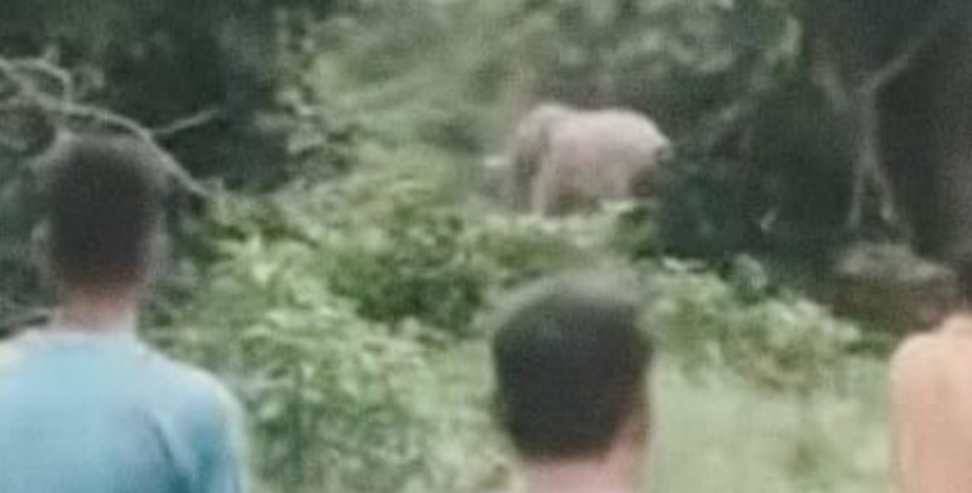 Haridwar Elephant Attack: Haridwar Elephant Attack Man Killed in Forest
