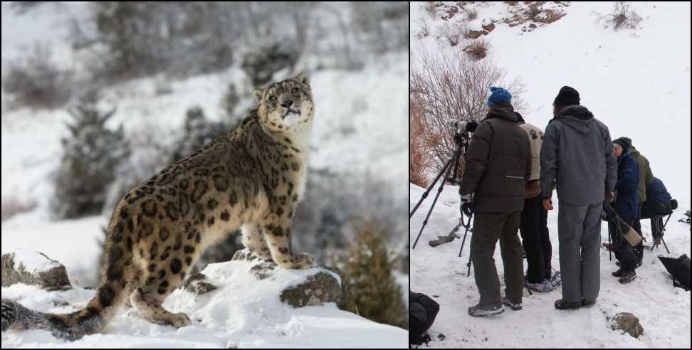 Snow leopard tourism: Snow leopard tourism to begin in Uttarakhand