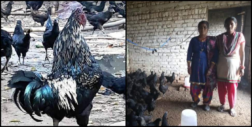 Poultry Farm Uttarakhand: Uttarakhand poultry farm self employment