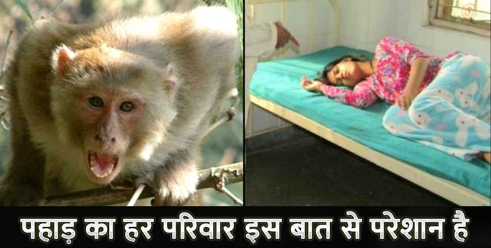 उत्तराखंड: MONKEY ATTACKED ON STUDENT IN ALMORA