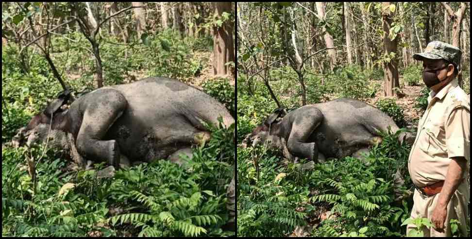 Corbett tiger reserve park: Elephant found dead in nainital