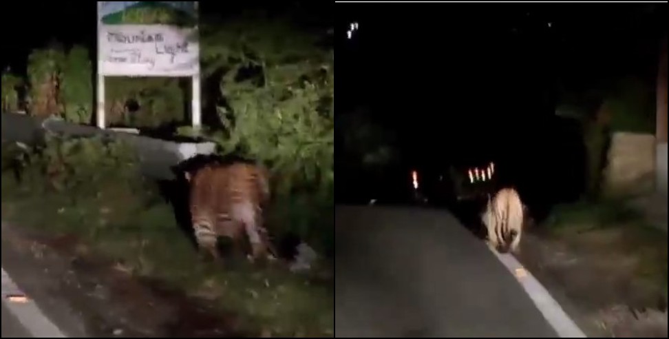 Almora leopard video: Leopard walking in road in almora