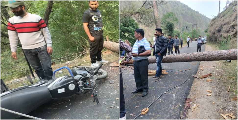 Road Accident: Pine Tree Fell On Purola Mori Road 2 Youth Died On The Spot