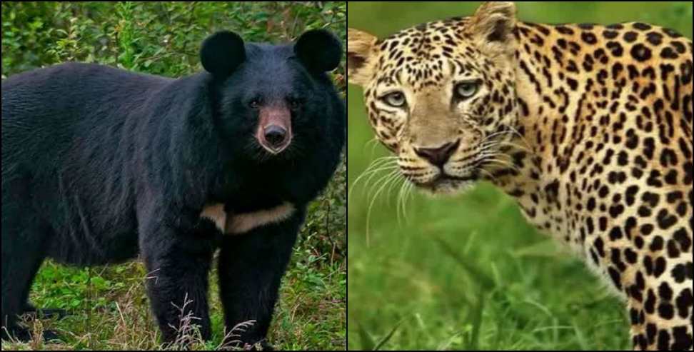 Uttarakhand Leopard News: Uttarakhand Orders Action Against Dangerous Leopards and Bears