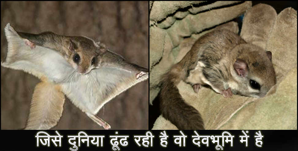 उत्तराखंड फ्लाइंग स्क्वेरल: FLYING SQUIRREL IN UTTARAKHAND