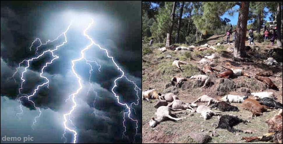 Chamoli lightning strike news: Lightning Strike Kills 500 Goats in Chamoli