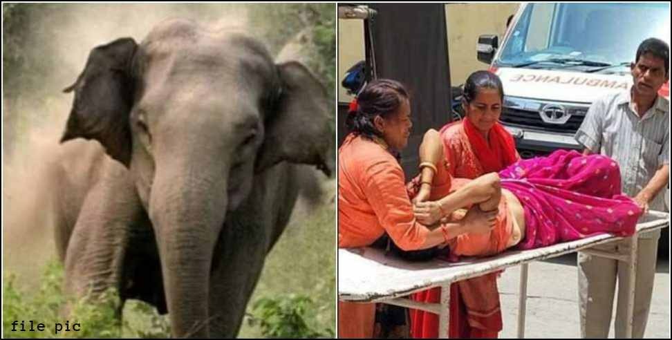 ramnagar elephant attack woman death: Elephant attack on women in Ramnagar