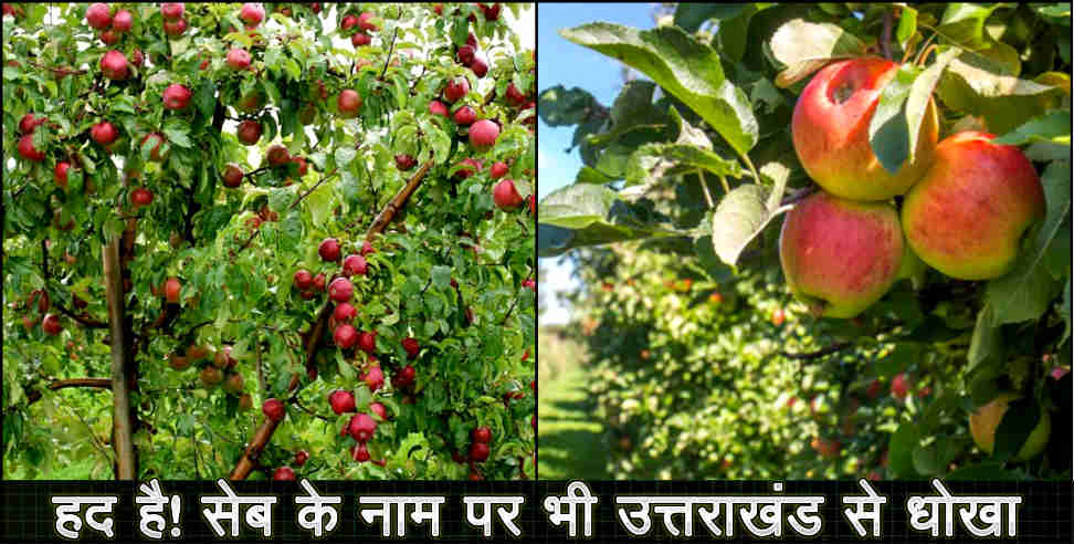 उत्तराखंड सेब: HARSHIL APPLE SELING BY THE NAME OF HIMACHAL APPLE